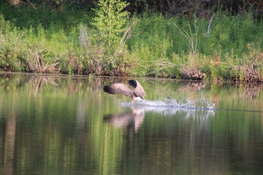 Goose Landing On The Lake, William Hawrelak Park, Edmonton, Alberta