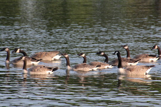 canada goose on the water