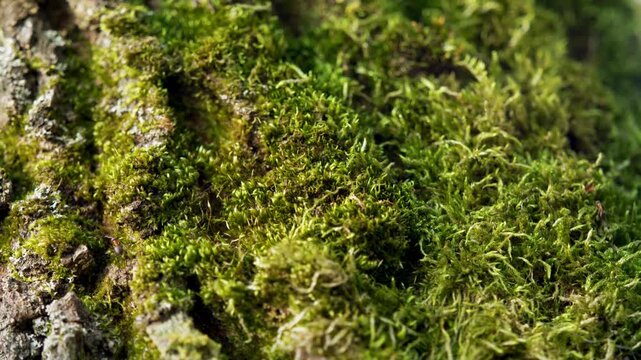 Green Moss on Tree Bark Close Up