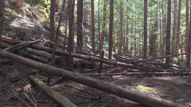 Drone Flight Through Ancient Forest at Train Wreck Trail, Whistler, British Columbia