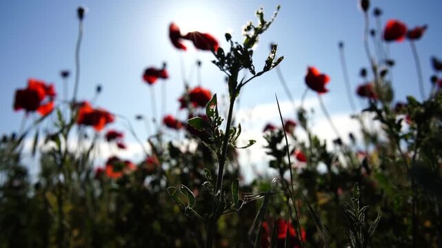 Vibrant crimson petals dance amidst golden spring rays in a rural botanical landscape. Extreme macro perspective focusing on wild poppy field movement.