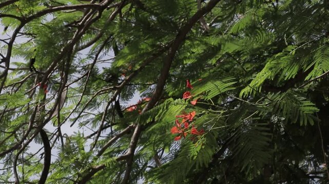 Close up view of sunlit flame tree canopy with green leaves and orange flowers. Fresh tropical nature foliage at a campsite.