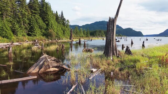 Dead Tree in Stave Lake Reservoir, Aerial Drone Footage