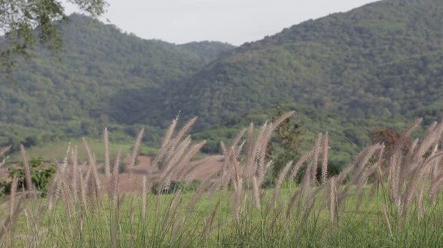 Fountain grass flowers swaying gently in the breeze with lush green mountain range background. Scenic outdoor camping site scenery.