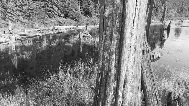 Dead Tree in Stave Lake Reservoir, Aerial Drone Footage