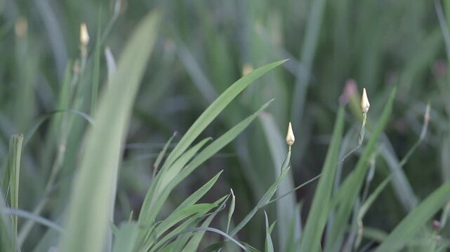 Close up of delicate yellow flower buds growing among lush green grass blades. Minimalist soft focus nature background.