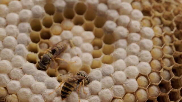 wasp honeycombs Close-up, Natural bees nest, insect habitat with larvae, wasp eggs, colony Vespula vulgaris dangerous insects, potential hazard