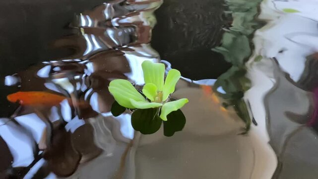 Water cabbage floating on serene pond surface with small goldfish swimming underneath