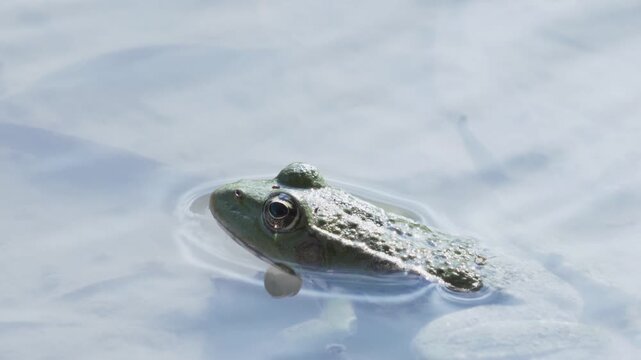 A wild marsh frog floating peacefully in a transparent water source under bright sunlight.

