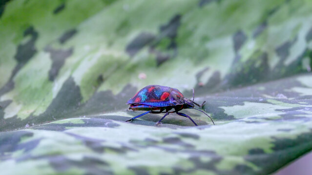 an oblique shot of a male cotton harlequin bug, a garden pest, resting on a leaf in an australian garden