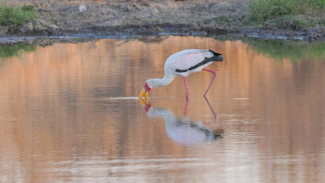 a yellow-billed stork fishing in a waterhole at balule nature reserve of kruger national park in south africa