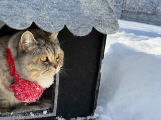 Adorable kitty looks at the snow in surprise © OLENA LIALINA