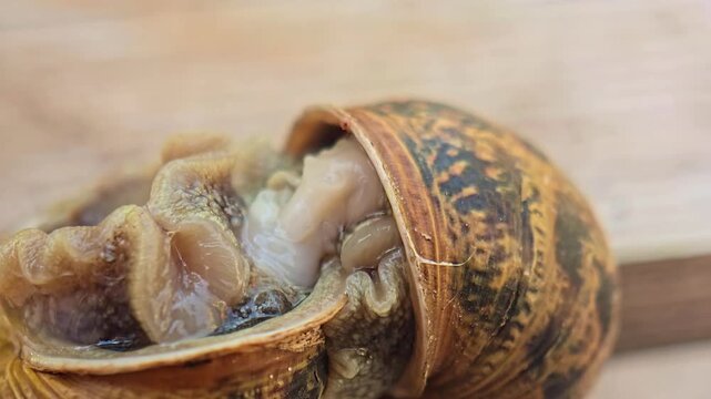 Extreme macro close up of two garden snails during mating process showing a rare stage of breeding behavior in natural conditions with detailed wildlife observation.