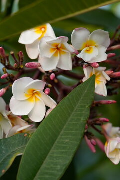Plumeria alba common name are White Frangipani, Wild Frangipani, West Indian Jasmine, Nosegay Tree, Caterpillar Tree, Pagoda Tree, Kath.