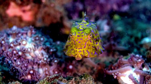 4K underwater footage of a colorful longhorn cowfish swimming over coral reef in Lembeh Strait, Indonesia.