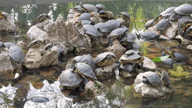 Large group of terrapins basking in the sun on rocks in the National Garden of Athens, Greece