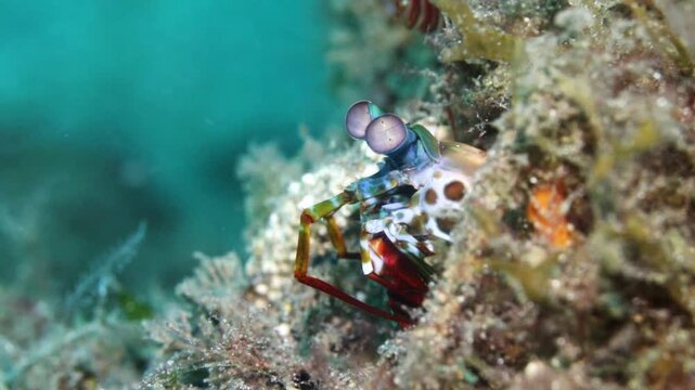 4K macro footage of a peacock mantis shrimp emerging from its burrow in Lembeh Strait, Indonesia.