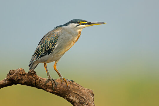 An alert green-backed heron (Butorides striatus) perched on a branch, South Africa