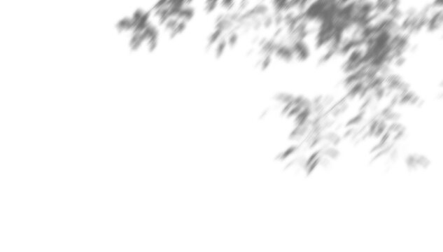 dappled foliage blur shadow overlay effect on wall. leaves - twig  shadows effects with blurred branch isolated on transparent background. useful for abstract backgrounds overlays illustration design 