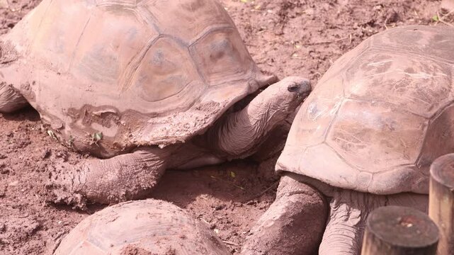 Close-up of two massive Aldabra giant tortoises resting on the dirt in a Mauritius nature reserve. Rare exotic reptiles in their natural habitat, showcasing thick shells and wrinkled skin.