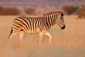 Obraz premium A plains zebra (Equus burchelli) walking in late afternoon light, Mokala National Park, South Africa