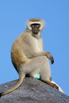 A male vervet monkey (Cercopithecus aethiops) on the lookout, South Africa