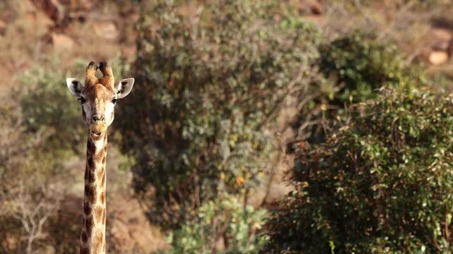 Close up of giraffe chewing cud while ruminating in African bush habitat