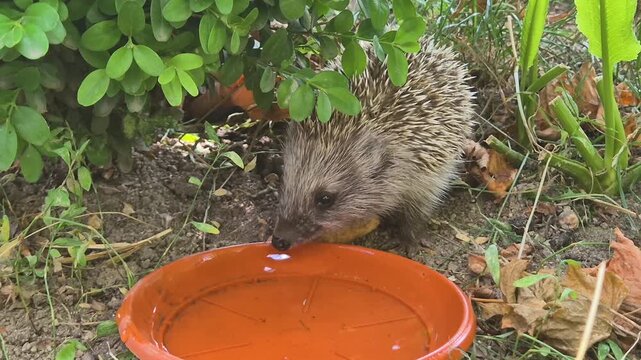 Cute thirsty hedgehog drinking water