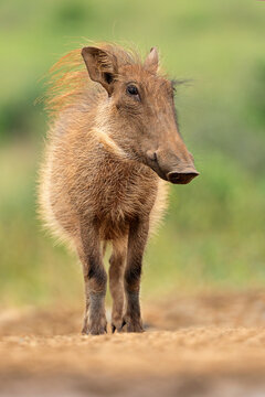A young warthog (Phacochoerus africanus) standing in natural habitat,  South Africa