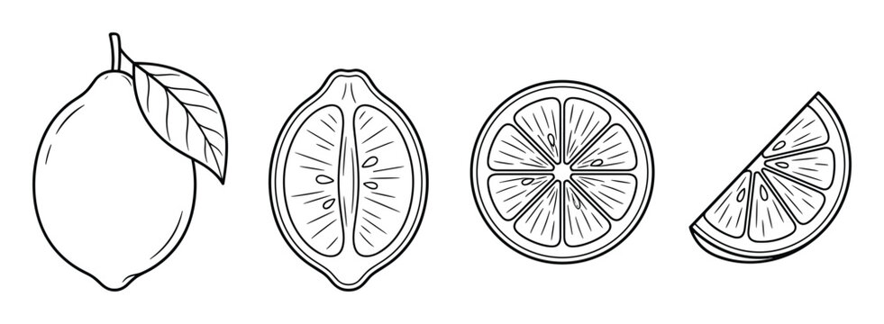 Hand drawn lemon line art set including whole fruit, half, and slices.