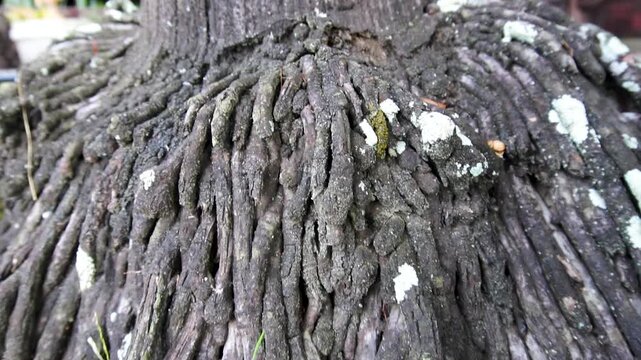 Detailed close-up of textured tropical palm tree roots and trunk base