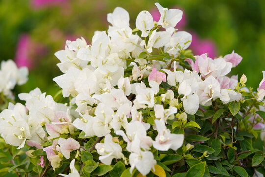 White Bougainvillea common names are Paper Flower, Lesser Bougainvillea,  Bush Bougainvillea, Santa Rita, Kagaz Ke Phool .