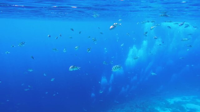 Many Indo-Pacific sergeant fish and air bubbles rising from scuba divers deep underwater