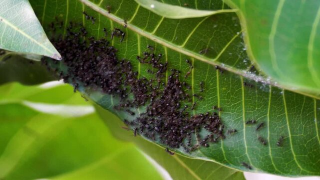 Black ants crawling on fresh green mango leaves in a tropical garden