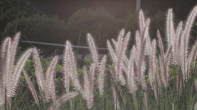Close up of pinkish fluffy fountain grass flowers glowing in warm afternoon backlight. Beautiful soft focus nature background.