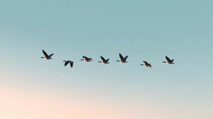 Obraz premium Flock of geese flying in a V-formation against a pastel sky during sunset, showcasing their wings and silhouettes in motion
