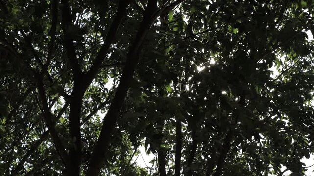 Low angle view of sharp sunburst shining through dense green tree canopy. Cinematic peaceful nature foliage background.