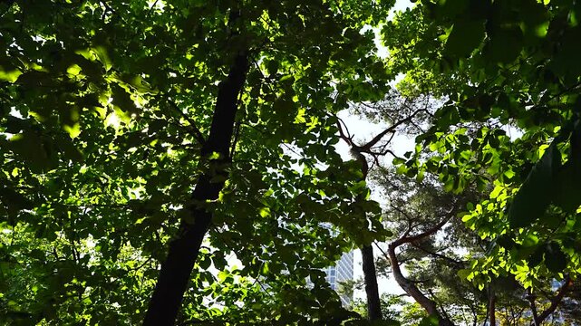 Urban Park Nature Background with Wide Green Canopy and City Tower behind Swaying Branches