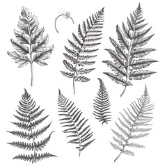 Obraz premium Natural tree or leaf isolated white background for decorate