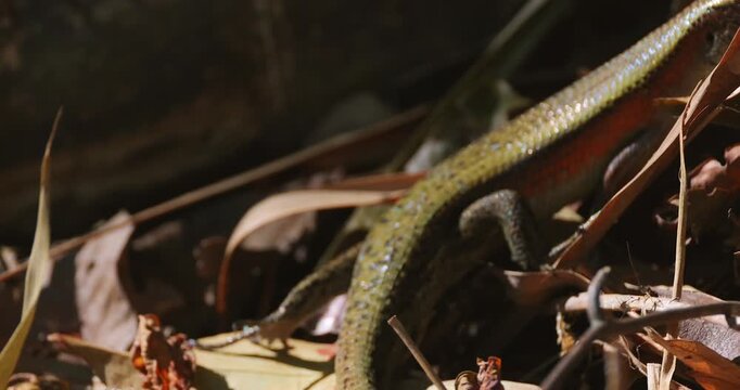 Skink lizard with iridescent scales resting on forest floor among dry leaves and twigs during bright daylight. Macro close-up shot with shallow depth of field.