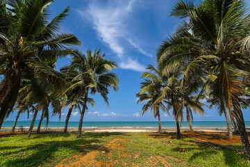 Obraz premium Idyllic Tropical Beach View with Palm Trees and Blue Ocean
