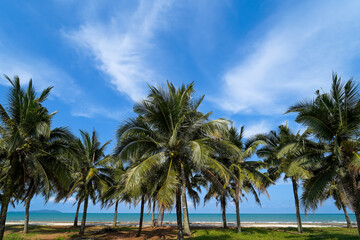 Fototapeta premium Tropical Coconut Palm Trees on a Sunny Beach with Blue Ocean and Sky