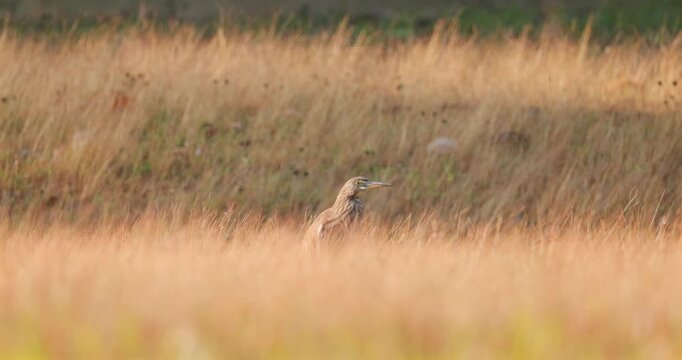 Indian Pond Heron camouflaged in tall dry grass in an open field during golden hour. Telephoto side view showing bird in natural habitat with warm sunset lighting and blurred background.