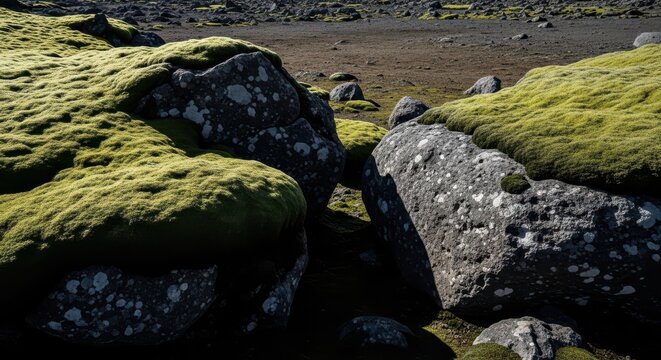 Moss-covered rocks on volcanic terrain