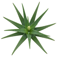 Fototapeta premium Aloe vera plant top view with green leaves and flower isolated on white.