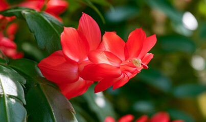 Obraz premium red Christmas cactus bloom on lush green leaves