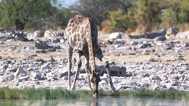 a giraffe drinking from goas waterhole of etosha national park in namibia, africa