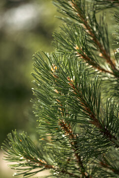 Green branch of scots pine (Pinus sylvestris) close-up in a park in summer day. Natural blurred bokeh background, vertical image.