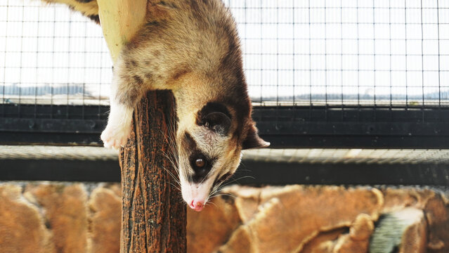 A civet hanging upside down on a wooden post inside its enclosure.