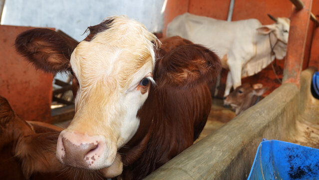 A red and white cow leaning its head close, peering out from inside a farm stall.